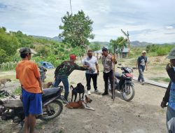Warga Pamboborang Gelar Berburu Babi Demi Tingkatkan Hasil Petani.