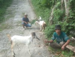 Pemdes Banua Adolang Salurkan 100 Ekor Bibit Kambing Untuk Peternak Th 2024