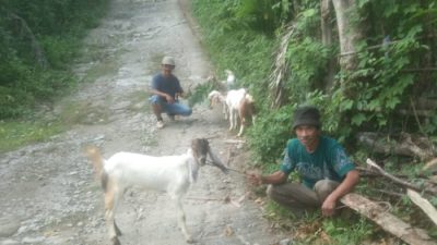 Pemdes Banua Adolang Salurkan 100 Ekor Bibit Kambing Untuk Peternak Th 2024